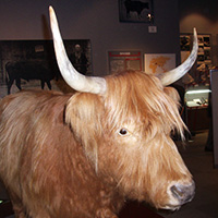 牛之博物館